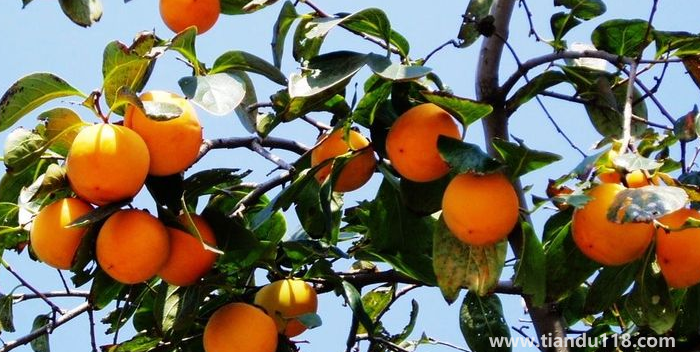 湖南邵陽這四種特產(chǎn)，遠近聞名，看看你吃過哪幾種？